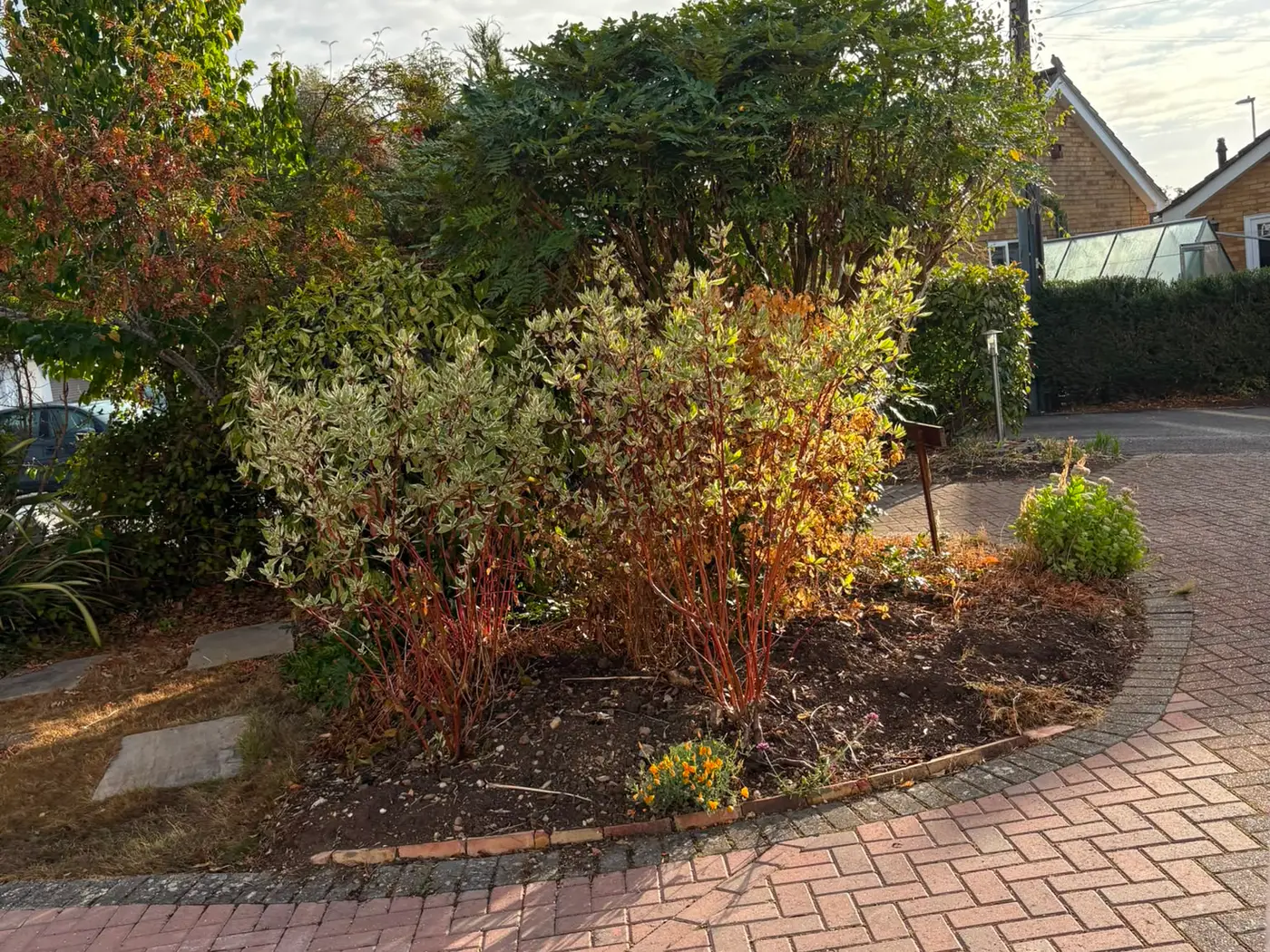 Block paved drive curving past an established shrub border in autumn colour