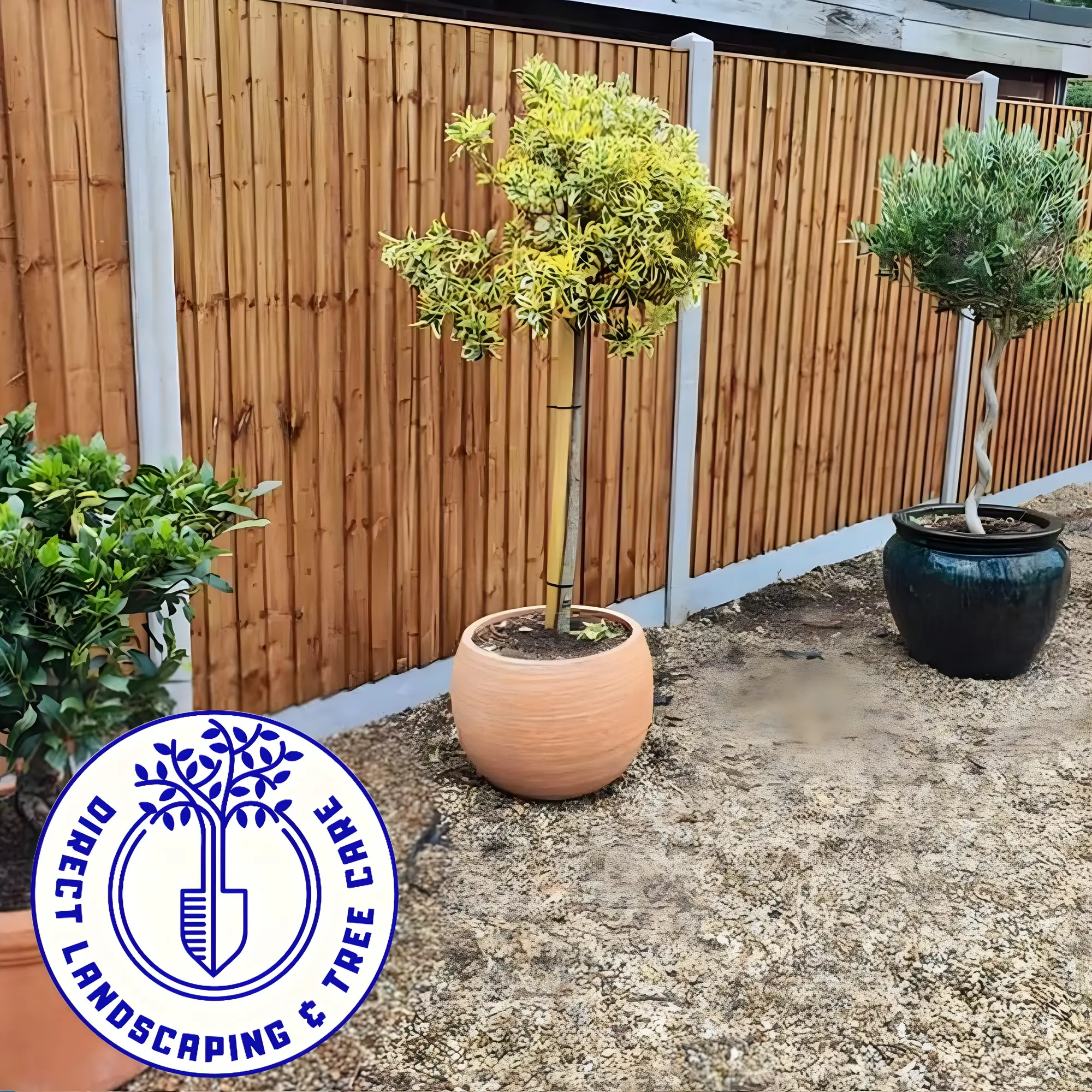 New closeboard fence with concrete posts, gravel bed and olive trees in terracotta pots