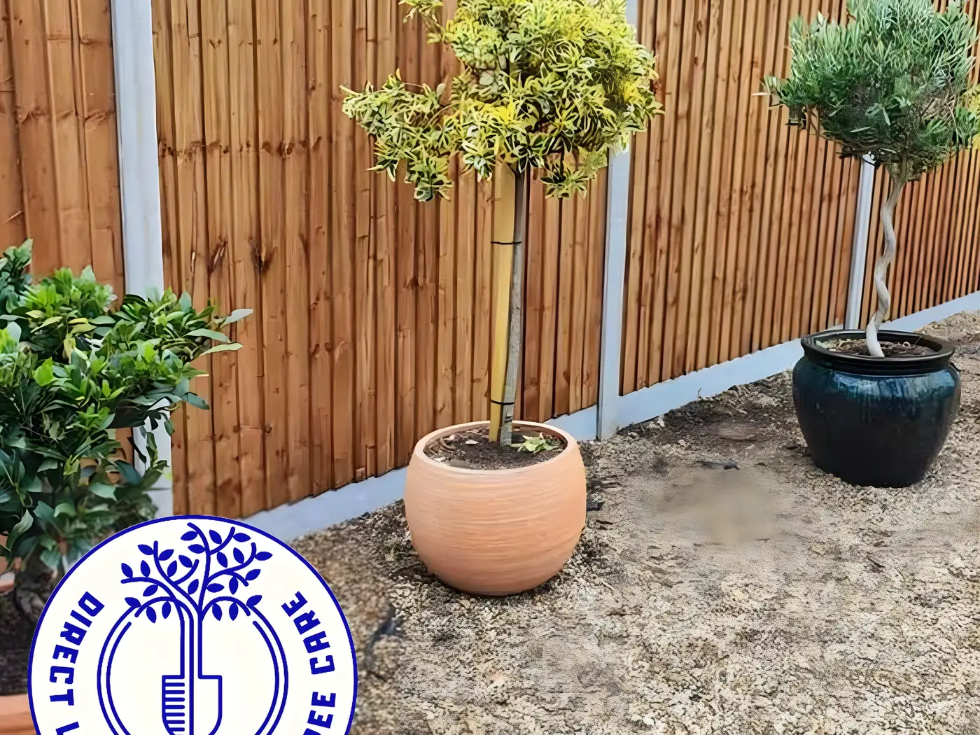 New closeboard fence with concrete posts, gravel bed and olive trees in terracotta pots