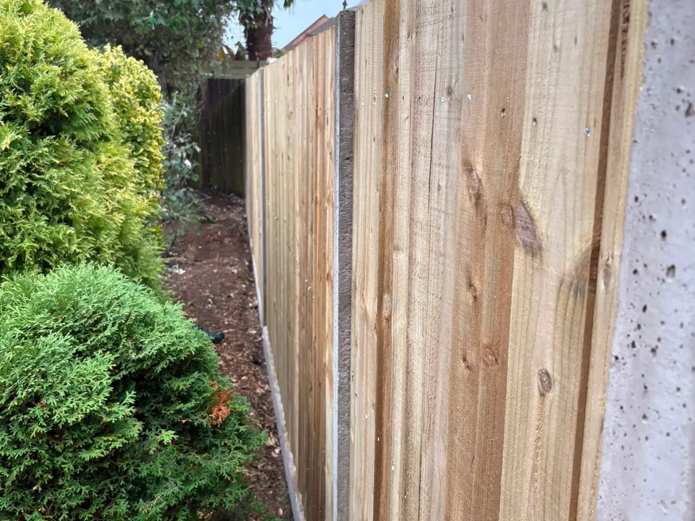 New closeboard fence panels running the length of a narrow side path beside a conifer hedge