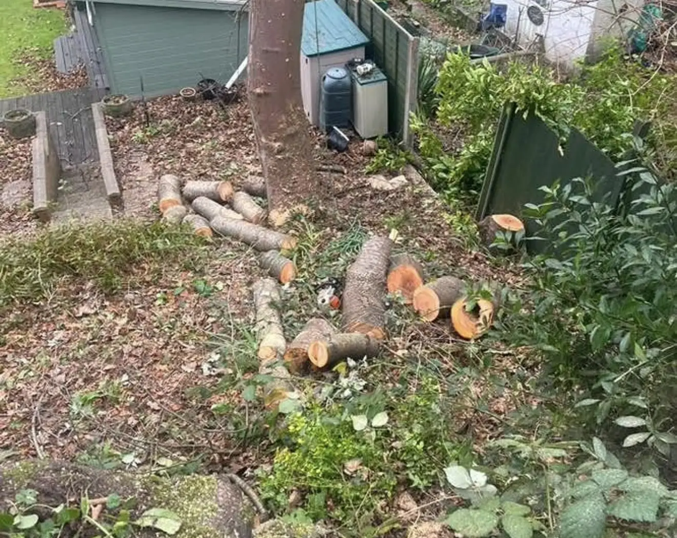 Garden cleared of overgrowth with cut timber rounds stacked ready to remove