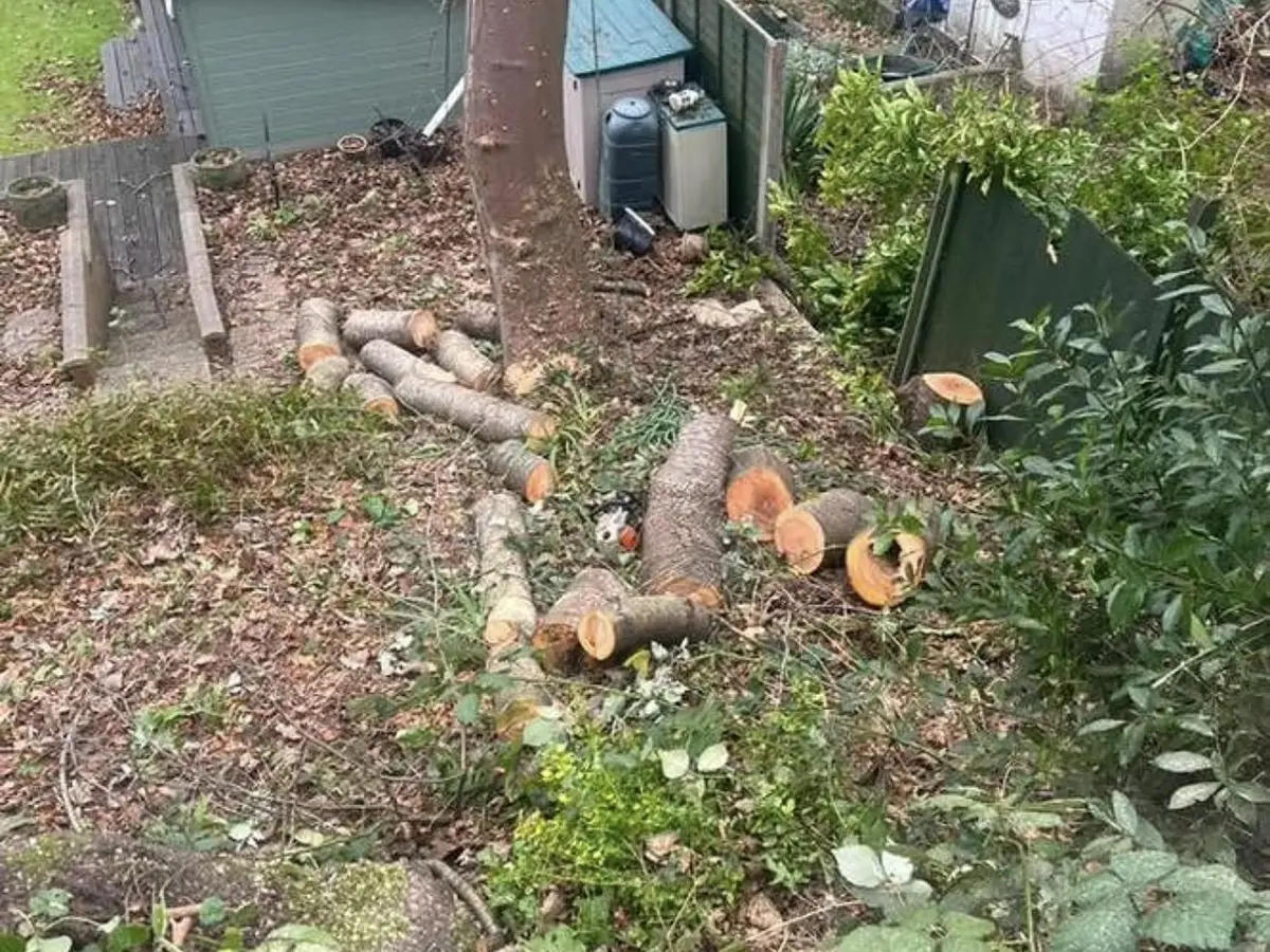 Garden cleared of overgrowth with cut timber rounds stacked ready to remove