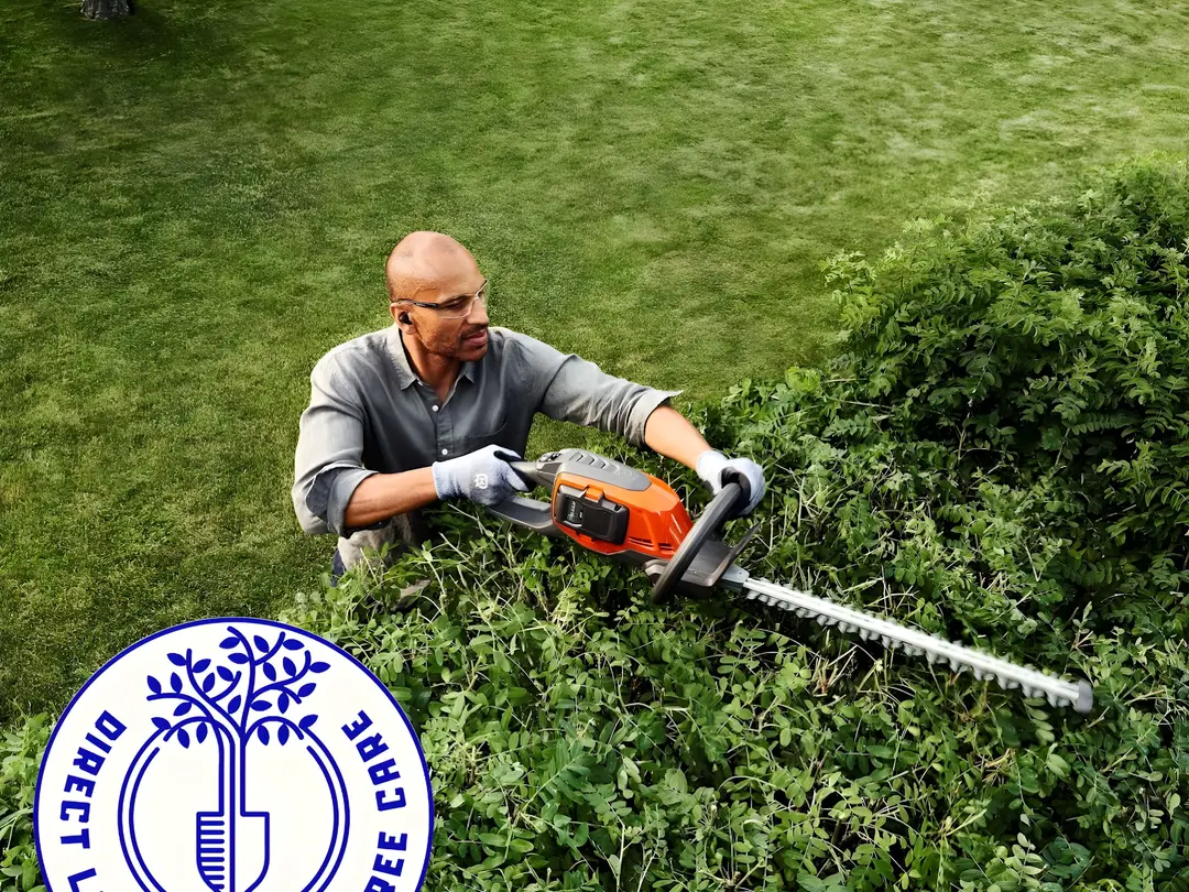 One of the team cutting back an overgrown hedge with a petrol hedge trimmer