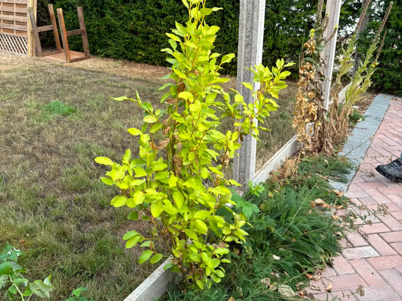 A newly planted shrub in a fresh bed beside a block paved drive and new fence posts