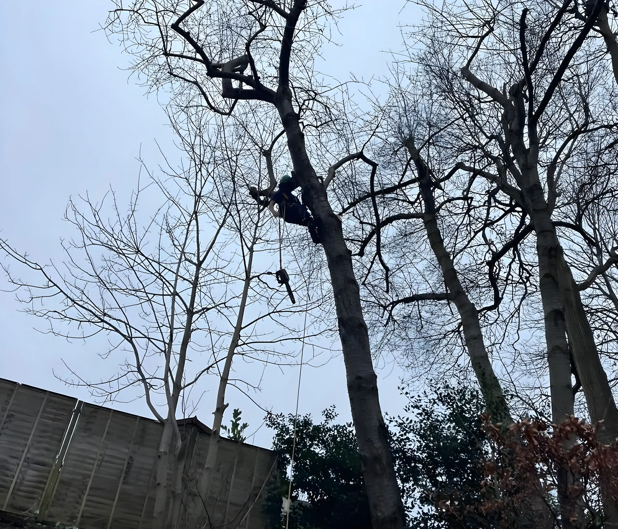 A climber roped into the canopy of a large bare tree during a crown reduction
