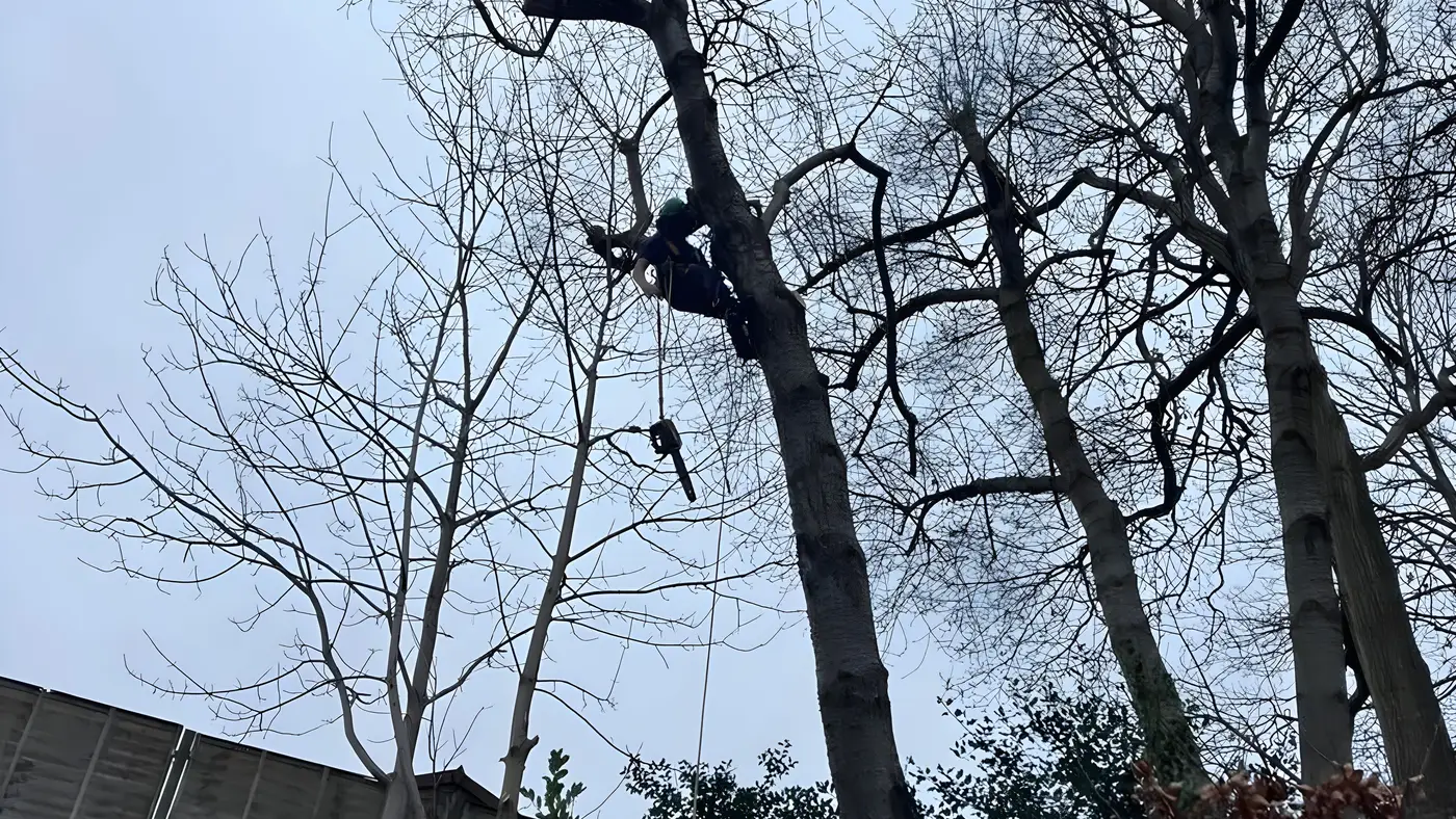 A climber roped into the canopy of a large bare tree during a crown reduction