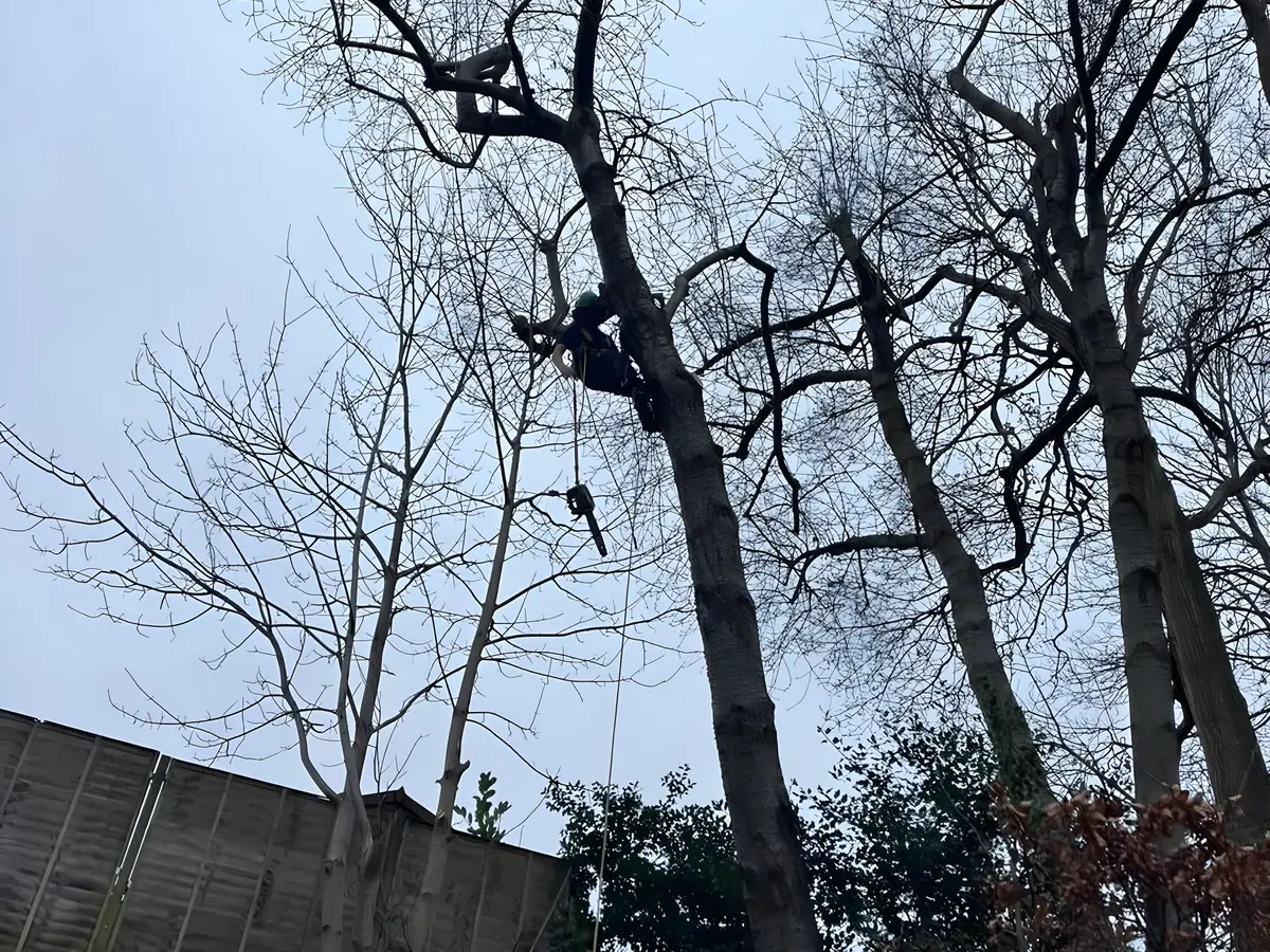 A climber roped into the canopy of a large bare tree during a crown reduction
